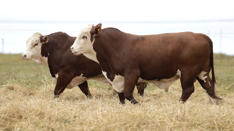 Lote Toros