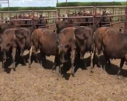 Lote 20 Terneros en Lobos, Buenos Aires