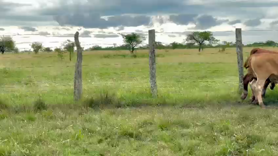 Lote 80 Terneros
