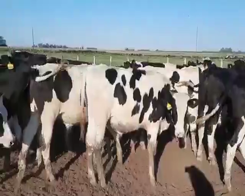 Lote 60 novillitos Holando Argentino