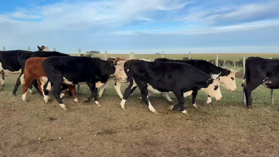 Lote VAQUILLONAS Y VACAS PREÑADAS