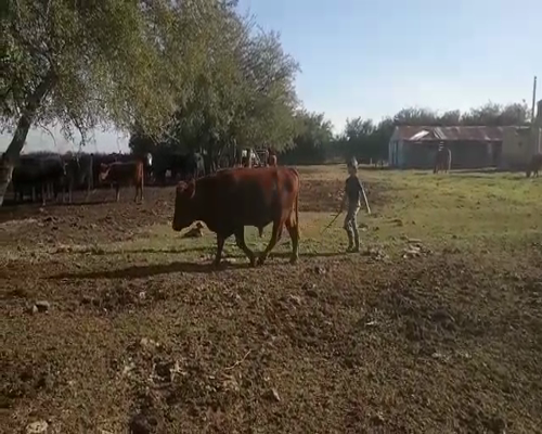 Lote Toros AA 520kg - , San José