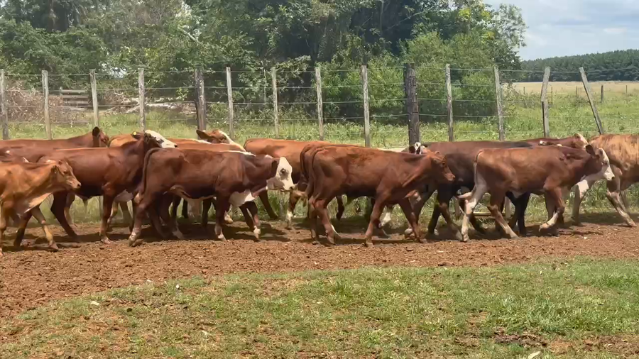 Lote 326 Terneros en Virasoro, Corrientes