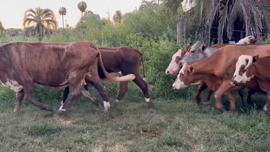 Lote 36 Vacas Conserva en Corrientes, Yataití Calle