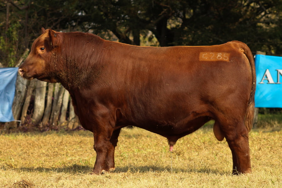 Lote CABAÑA COEMBOTÁ: RP 285