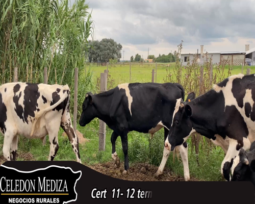 Lote (Vendido)12 Terneros Holando 8 HO,  3 HO X AA,  1 HO X NO a remate en 14 remate por pantalla - Celedón 175kg - , Canelones