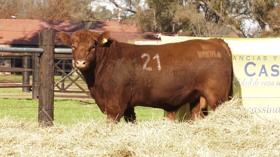 Lote TOROS ANGUS PURO CONTROLADO