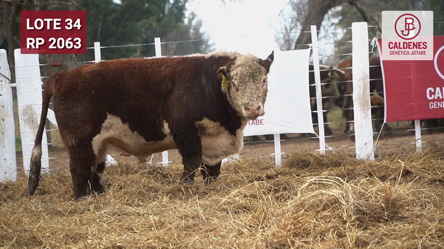 Lote Toro PR