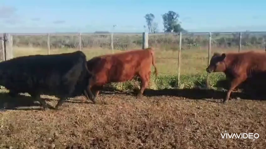 Lote 32 Terneros/as en Pila, Buenos Aires