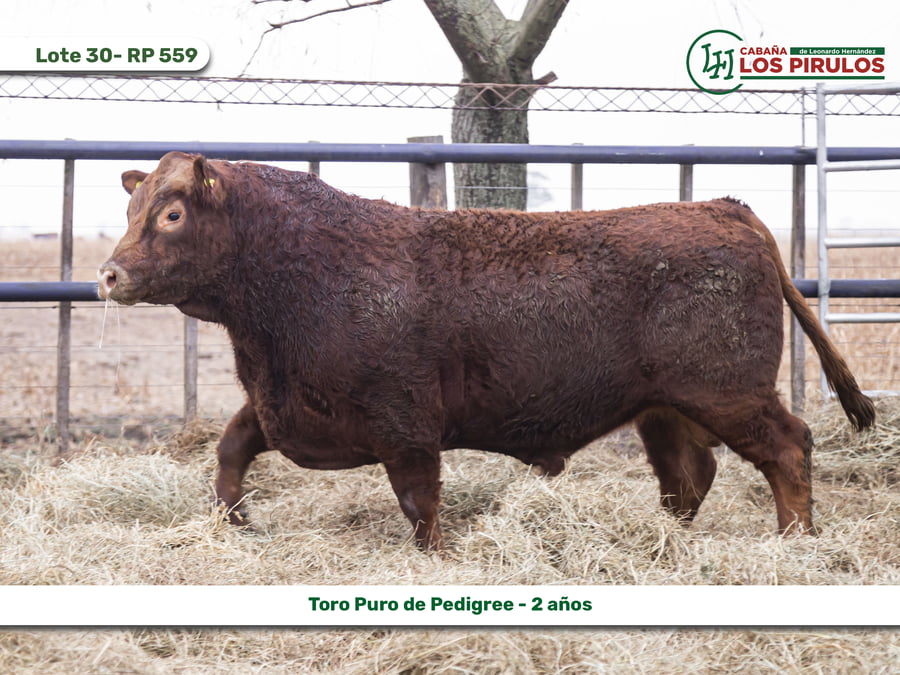 Lote TOROS PUROS DE PEDIGREE - 22/24 meses