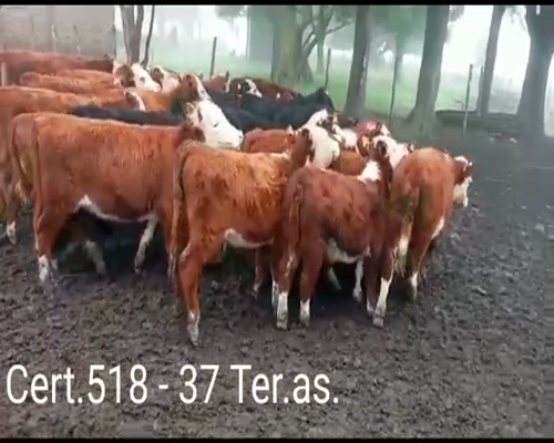 Lote (Vendido)37 Terneras  9 AA/ HE - 16 RA/ HE - 10HE - 1RA - 1HO/ HE      a remate en Remate virtual de Coco Morales & Asoc. 150kg -  en EL REDUCTO A 10 KM DE COLONIA Y 8 DE ESTANZUELA