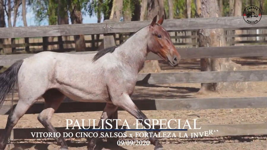 Lote Paulista Especial