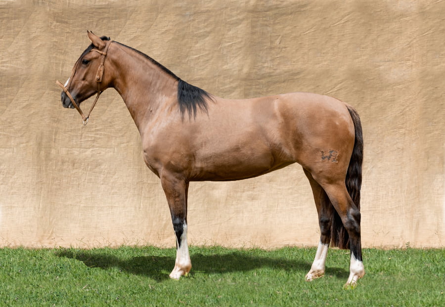 Lote KAIGUE PAILA RP 94