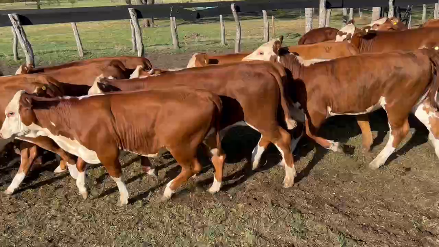 Lote 73 Terneros/as en Durazno, Entre Ríos