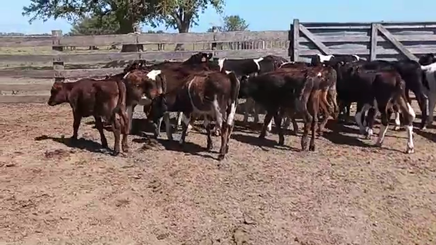 Lote 25 Terneros HOLANDO a remate en REMATE POR PANTALLA 90kg - , San José