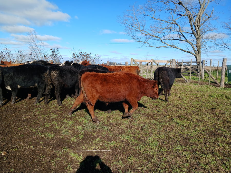 Lote 20 Vaquillonas en Rauch