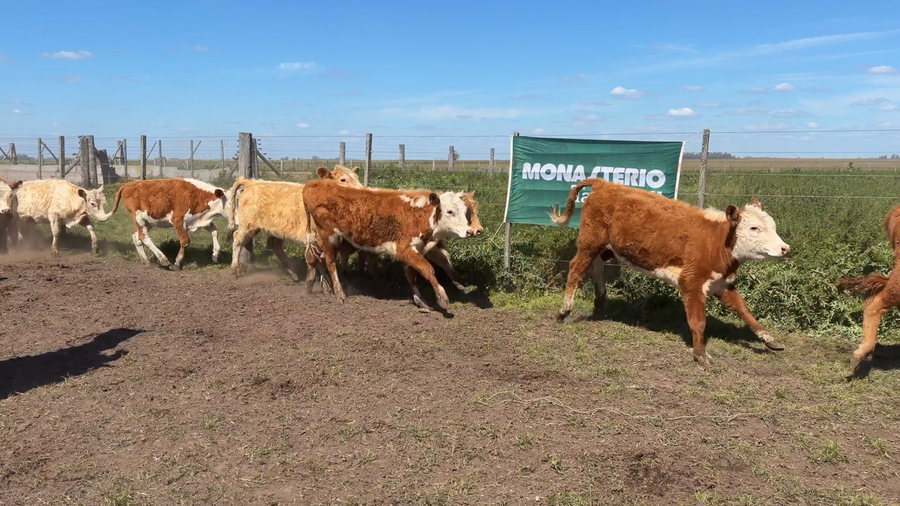 Lote 60 Terneras