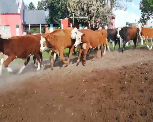 Lote 110 Terneros en Federal, Entre Ríos