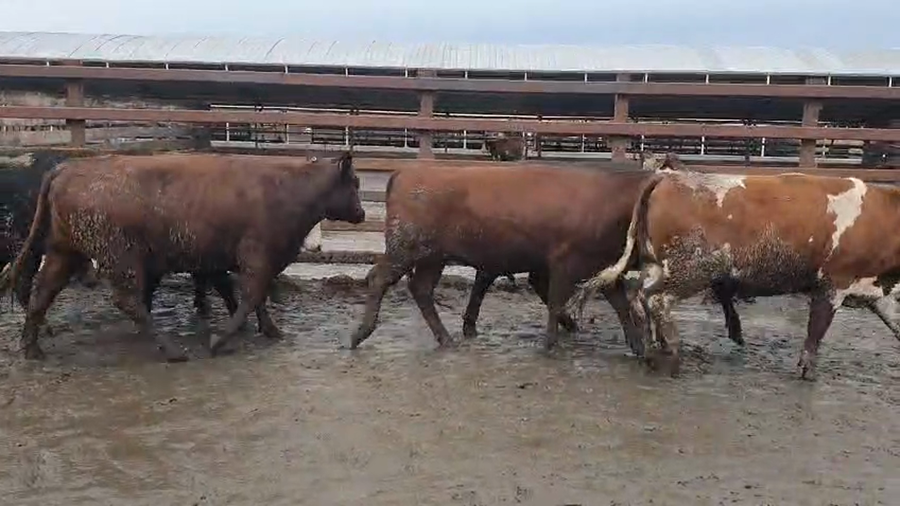 Lote 20 Vaquilla Gorda en Los Ángeles, VIII Región Biobío