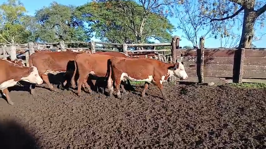 Lote 66 Vacas de invernar
