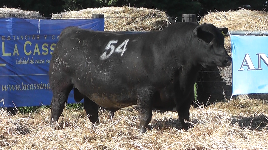 Lote TOROS ANGUS PURO CONTROLADO