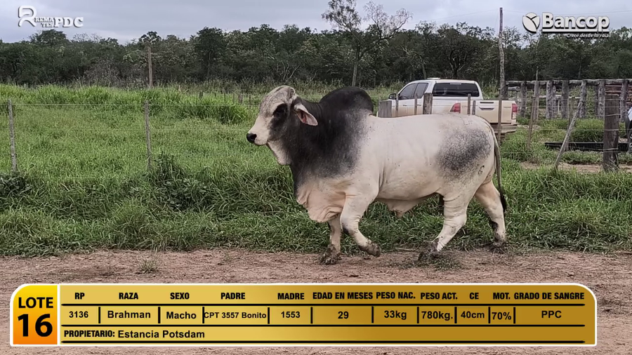 Lote Toros Brahman a remate en Viernes 30 de mayo- Remates PDC, Presidente Hayes