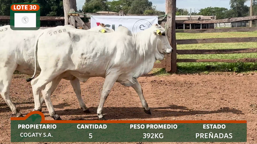 Lote COGATY