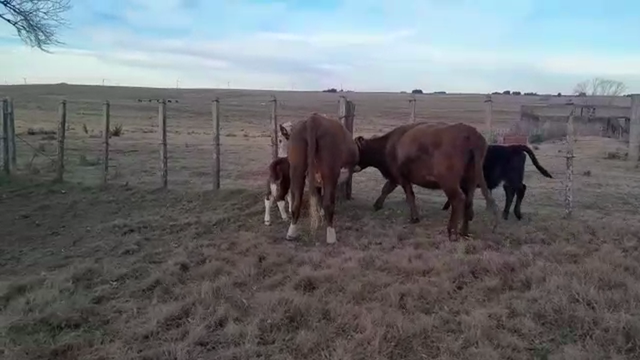 Lote 4 Piezas de cría HEREFORD a remate en PANTALLA CAMY 360kg - , San José