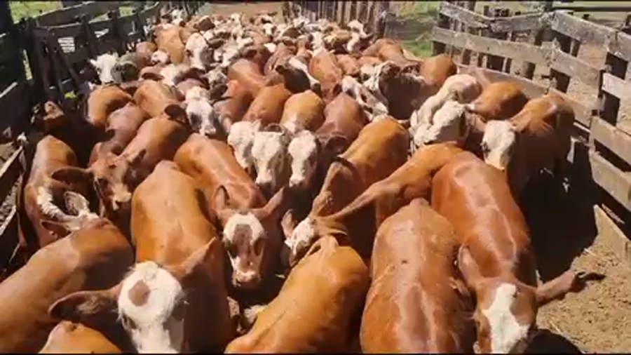 Lote 120 Terneros/as en San José, MISIONES