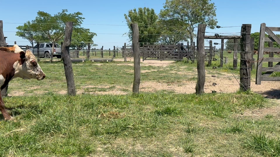 Lote 30 Vacas usadas preñadas