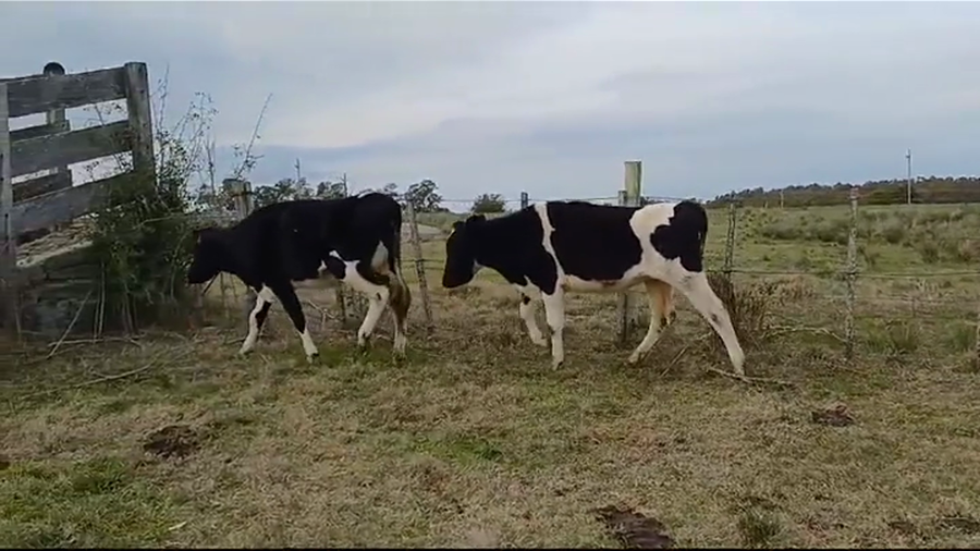 Lote VAQUILLONAS HOLANDO ENTORADAS