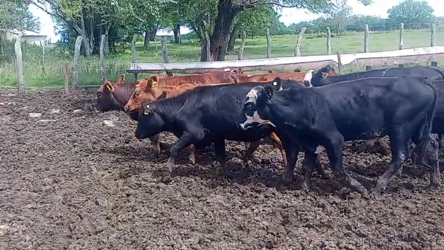 Lote 75 Terneros/as