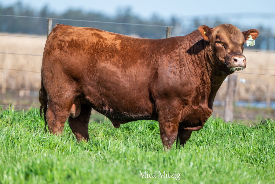 Lote TORO ANGUS P.P.