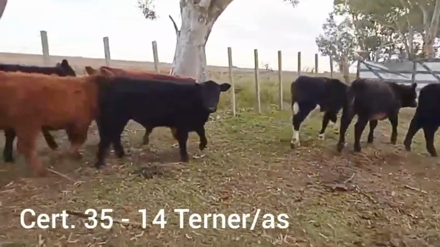 Lote TERNEROS/AS