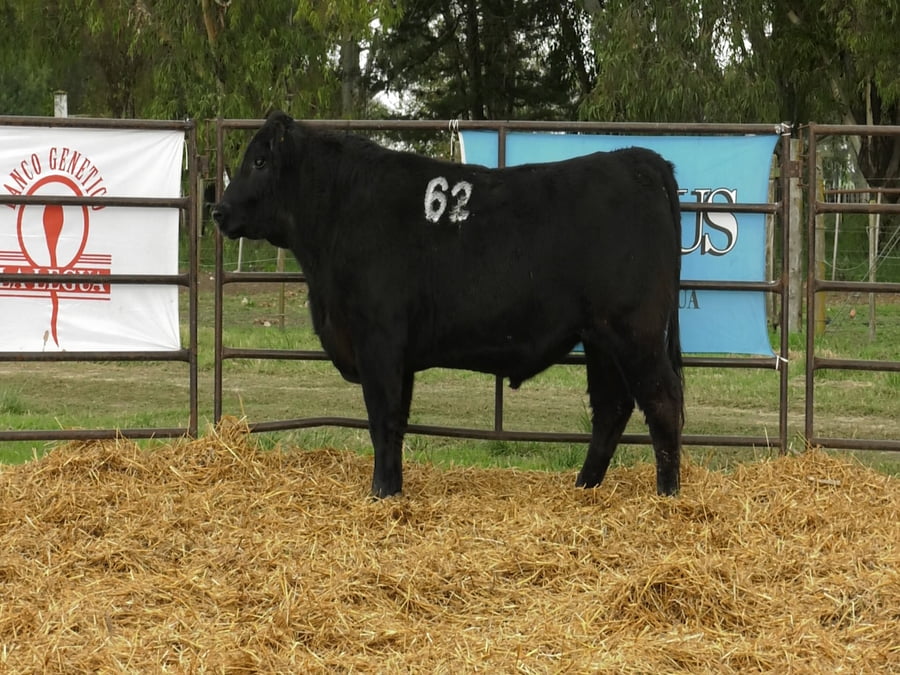 Lote TOROS ANGUS NEGROS PC