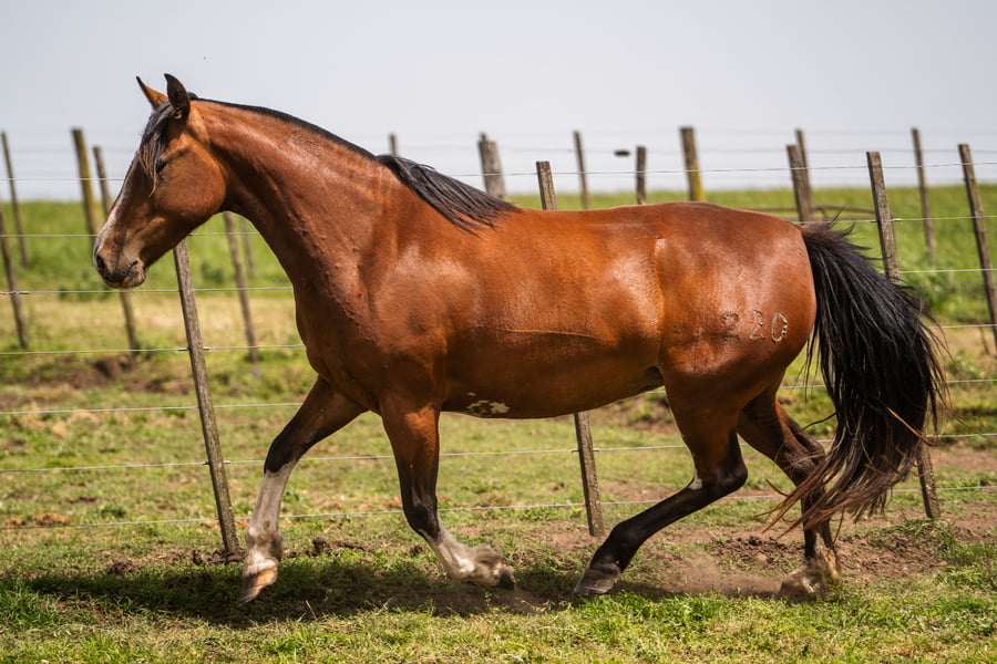 Lote MANOSANTA PARIS