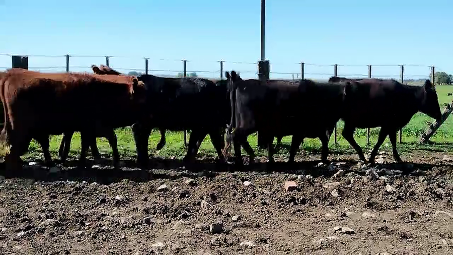 Lote 22 Terneras en Olavarria
