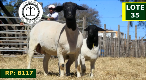 Lote OVINOS HEMBRAS 35