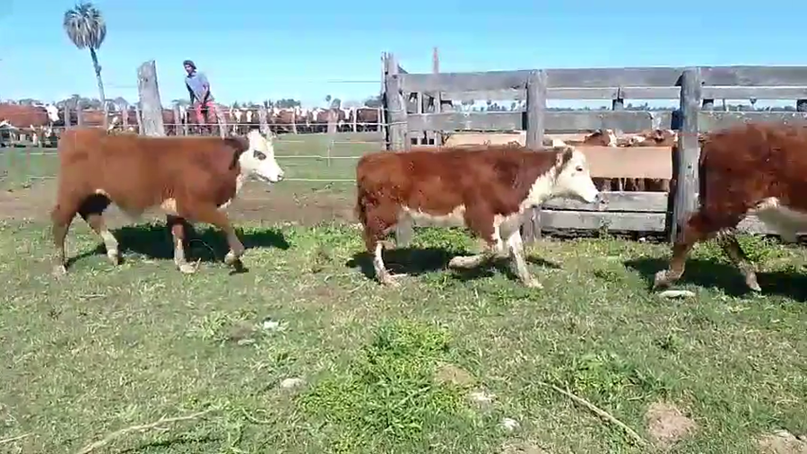 Lote 81 Terneros/as