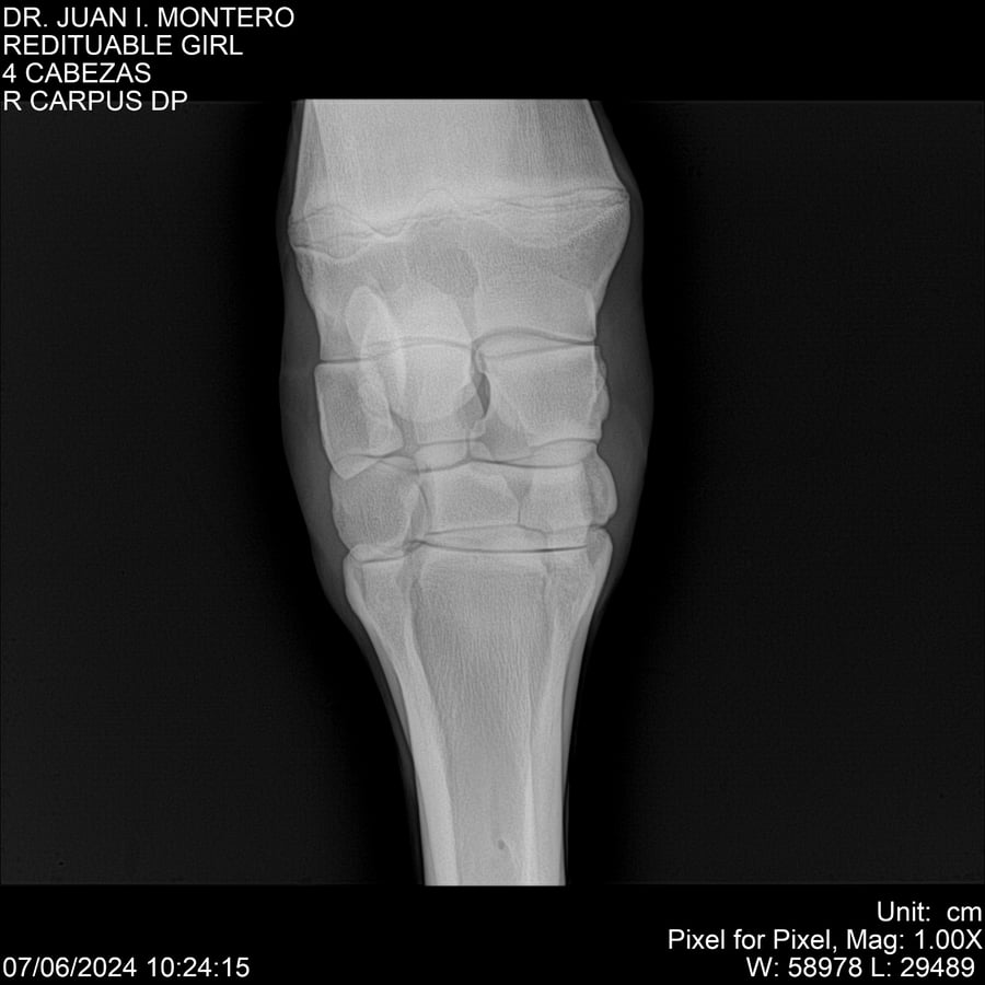 Lote REDITUABLE GIRL