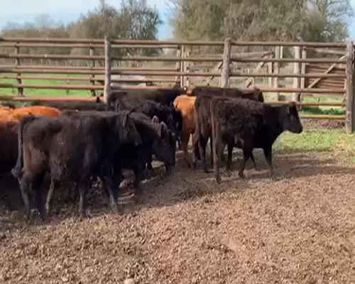 Lote 56 Terneros/as de 135Kg en Cañuelas, Buenos Aires