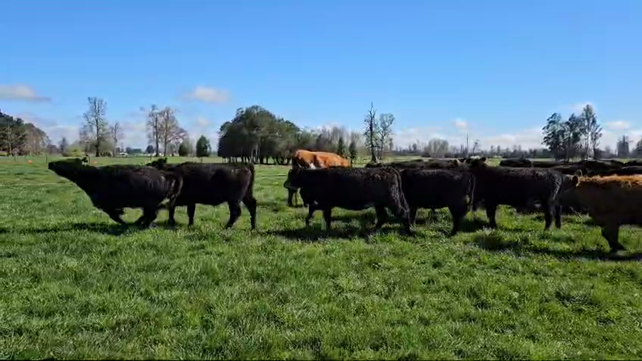 Lote 35 Vaquilla Engorda en Osorno, X Región Los Lagos