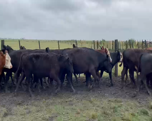 Lote 55 Novillitos Angus Negros y Colorados y Caretas de 285-300 Kg, en Gral. Lavalle, PBA.-