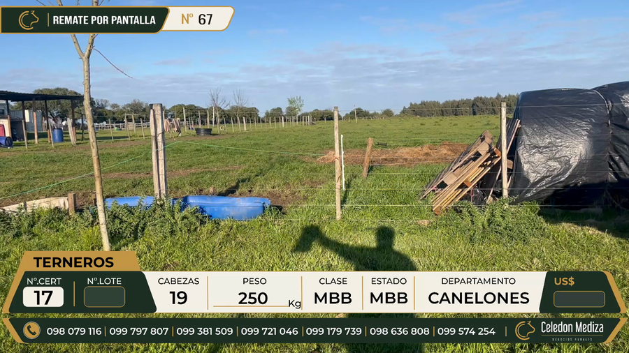 Lote 19 Terneros en Canelones