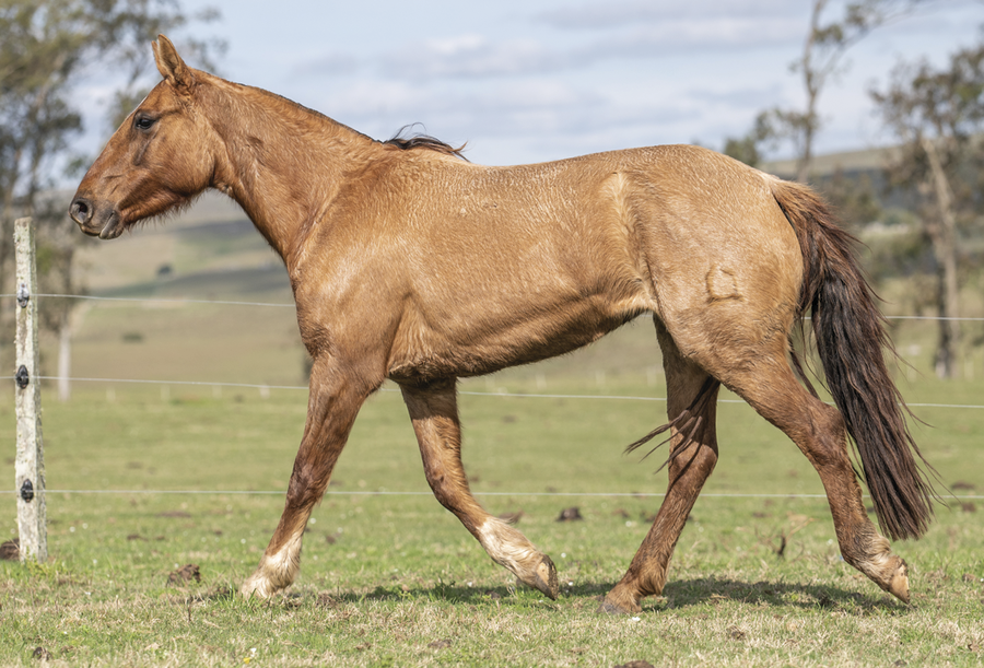Lote MENTA DEL CEIBAL