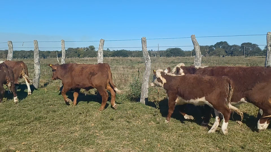 Lote 72 Terneros/as en Corrientes, Sauce