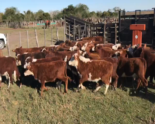 Lote 70 Terneros en Corrientes, Bella Vista