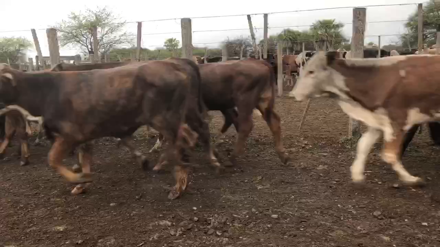 Lote 115 Terneros en Pto. Eva Perón, Chaco