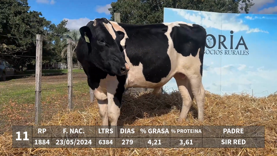 Lote LOTE 11 - RP 1884 - SIR RED x KAROLINE 1347 K-WINDBROOK CRYWOL