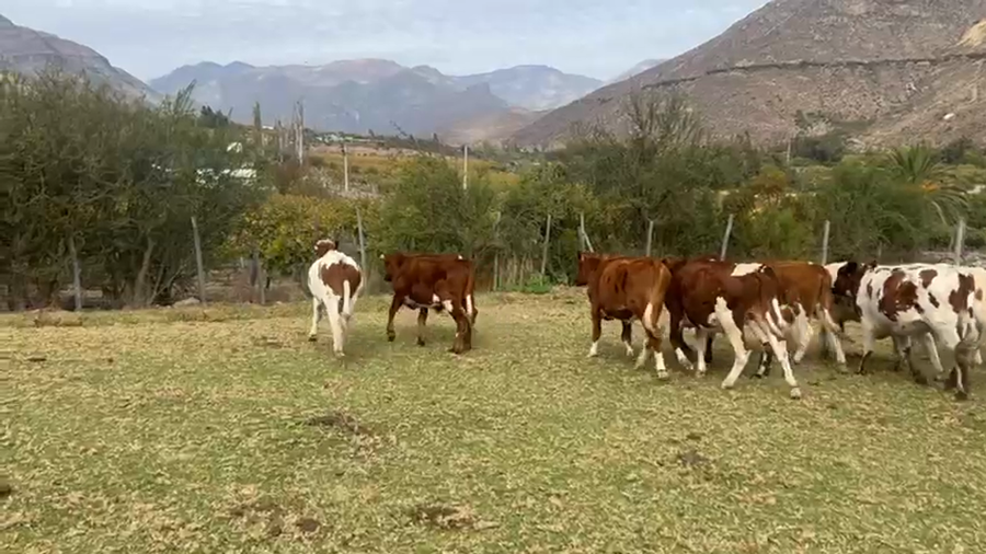 Lote 16 Novillo Engorda en Los Vilos, IV Región Coquimbo